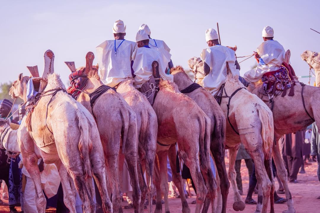 19796052 argungucamelrace jpeg9167ea1e617fde1bc3adb93dbf8440bf NaijaChoice