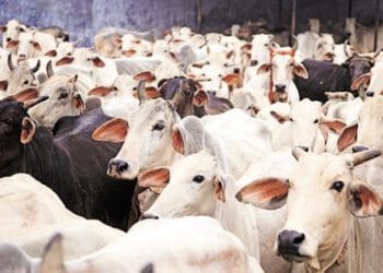 Cows Cost More Than Cars, Lagos Cow Prices Soar to N2.5 Million
