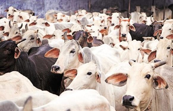 Cows Cost More Than Cars, Lagos Cow Prices Soar to N2.5 Million