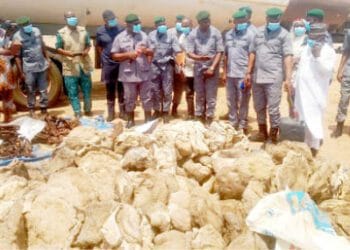 Customs Intercepts 425.5kg Tramadol, Cannabis In Kwara