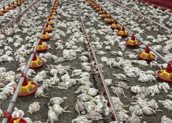 140 Chickens Died From ‘Loud Wedding Music’ In India – Poultry Farmer Cries Out