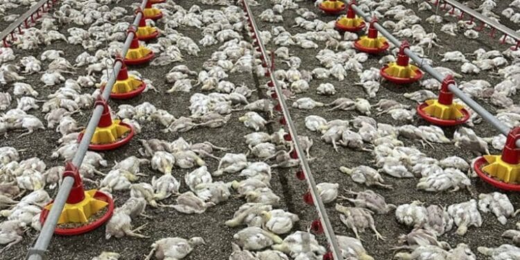 140 Chickens Died From ‘Loud Wedding Music’ In India - Poultry Farmer Cries Out 1 NaijaChoice 140 Chickens Died From ‘Loud Wedding Music’ In India – Poultry Farmer Cries Out