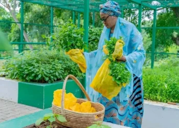 First Lady Tinubu Harvests Vegetables from Villa Garden (PHOTOS) 2 NaijaChoice First Lady Tinubu Harvests Vegetables from Villa Garden (PHOTOS)
